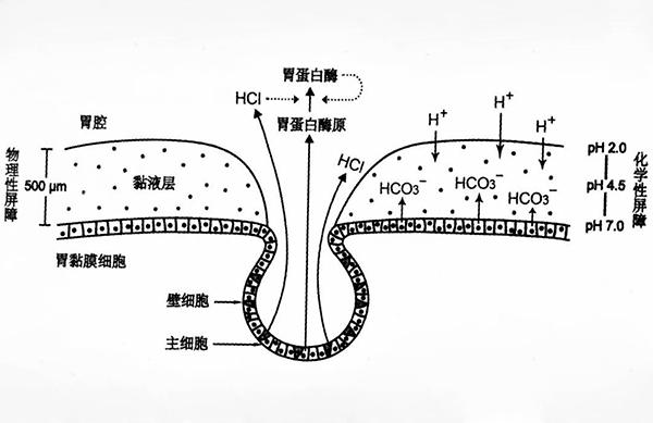 Seo3的晶体类型及其特性解析